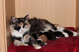 Mama en kittens, dag 1