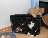 Muffin, Fancy en Cyril