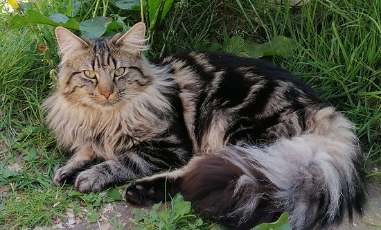 A*Dragonlance's Elvis Kalle 9 maanden oud