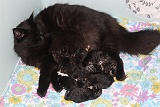 mama Fenne met haar kittens en die van dochter Kaatje  pas geboren