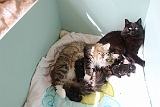 de mama's Kaatje en Fenne met hun kittens  pas geboren