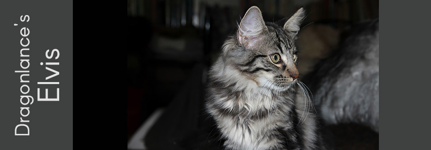 Dragonlance's Elvis Dragonlance's Elvis