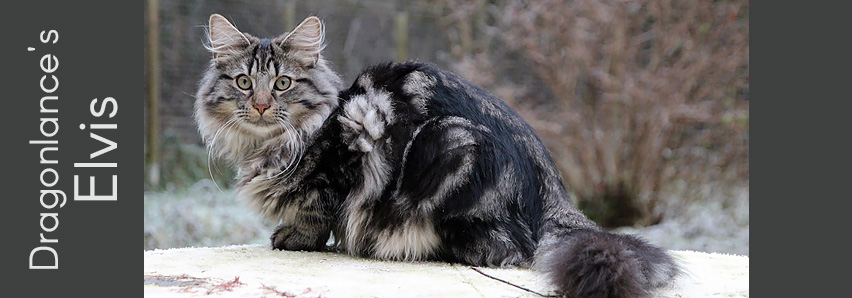 Dragonlance's Elvis Dragonlance's Elvis