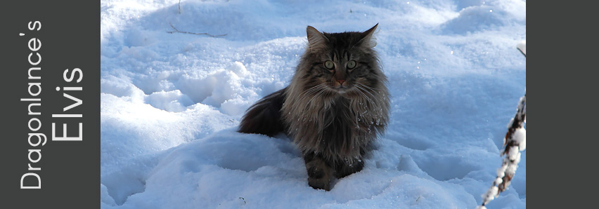 Dragonlance's Elvis Dragonlance's Elvis