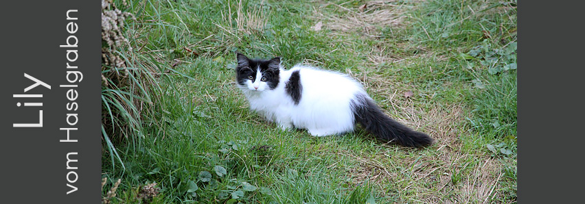 Lily vom Haselgraben Lily vom Haselgraben