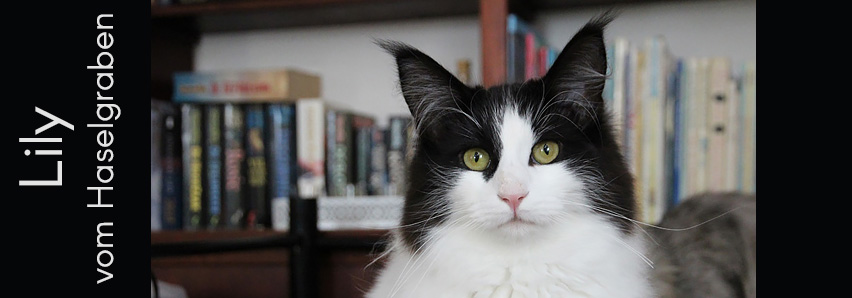 Lily vom Haselgraben Lily vom Haselgraben
