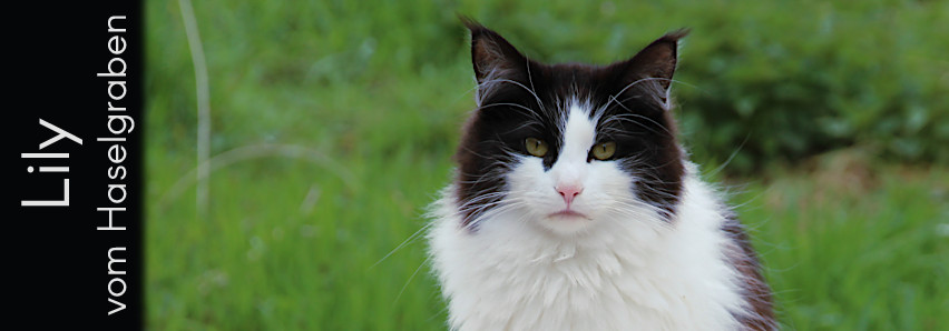 Lily vom Haselgraben Lily vom Haselgraben