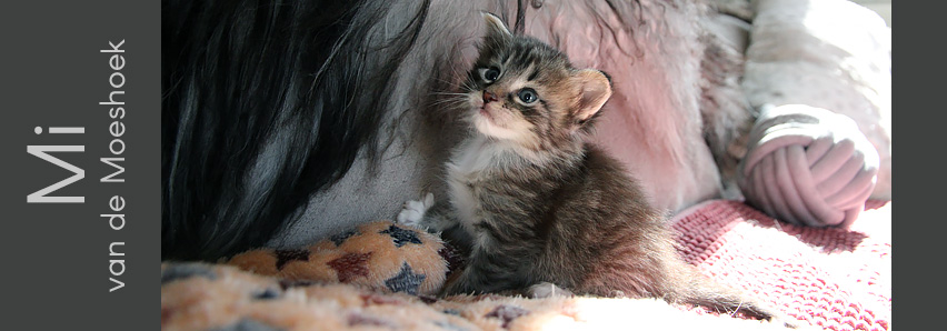 Mi van de Moeshoek Mi van de Moeshoek