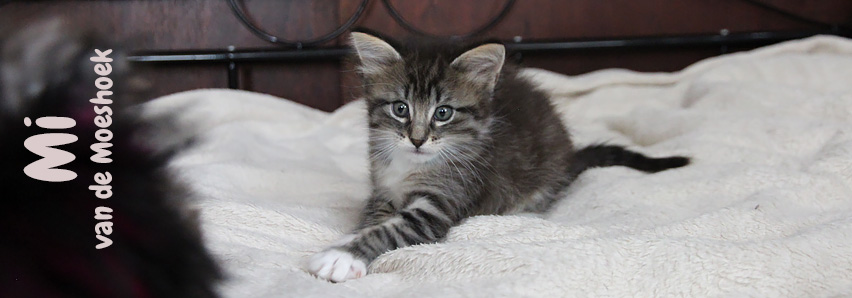 Mi van de Moeshoek Mi van de Moeshoek