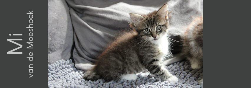 Mi van de Moeshoek Mi van de Moeshoek