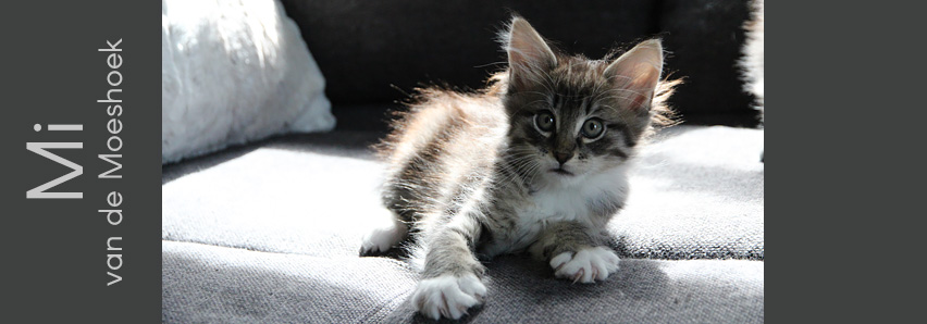 Mi van de Moeshoek Mi van de Moeshoek