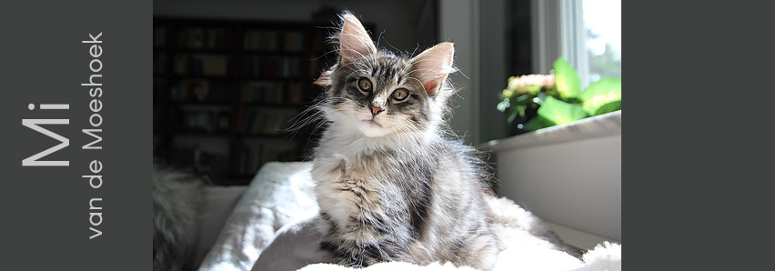 Mi van de Moeshoek Mi van de Moeshoek