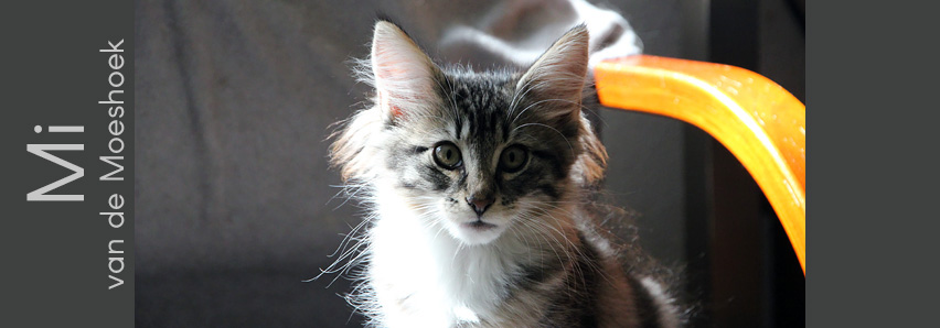 Mi van de Moeshoek Mi van de Moeshoek