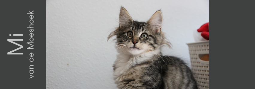 Mi van de Moeshoek Mi van de Moeshoek