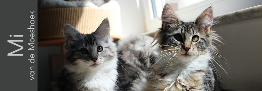 Mi van de Moeshoek Mi van de Moeshoek