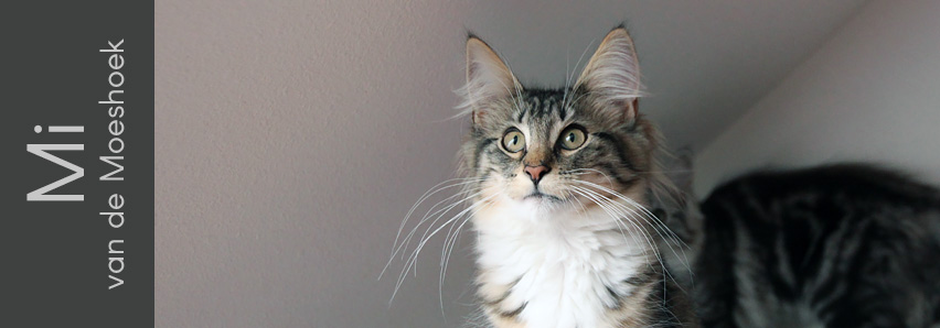 Mi van de Moeshoek Mi van de Moeshoek