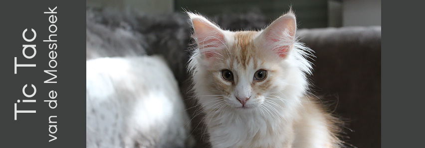 Tic Tac van de Moeshoek
