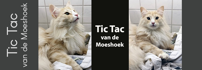 Tic Tac van de Moeshoek