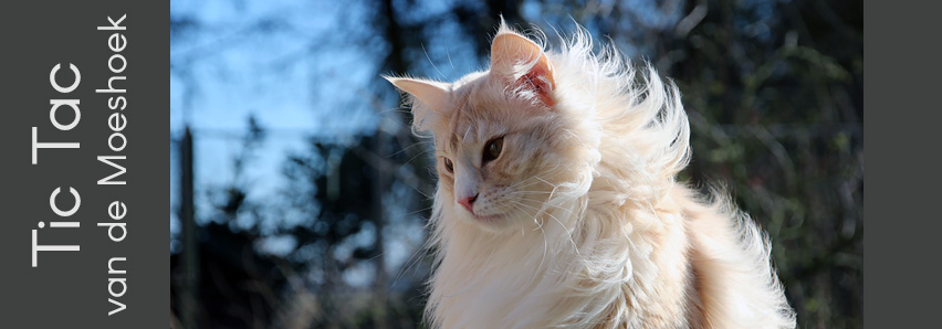 Tic Tac van de Moeshoek