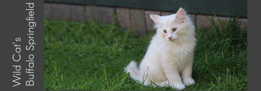 Wild Cat's Buffalo Springfield