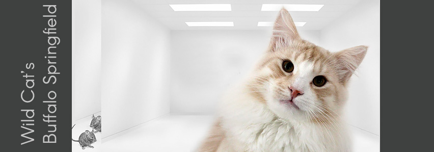 Wild Cat's Buffalo Springfield