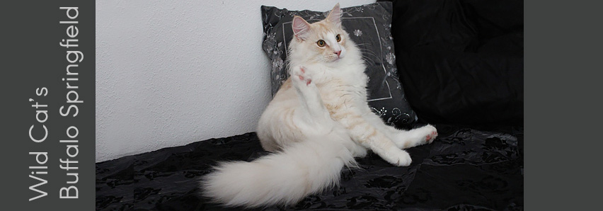 Wild Cat's Buffalo Springfield
