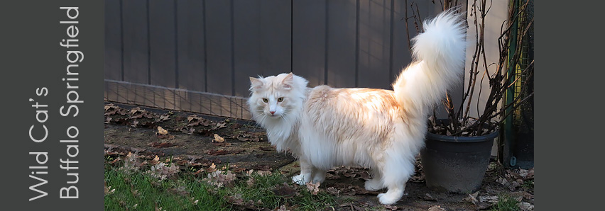 Wild Cat's Buffalo Springfield