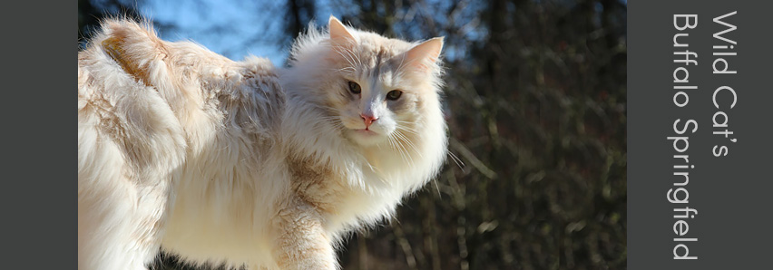 Wild Cat's Buffalo Springfield