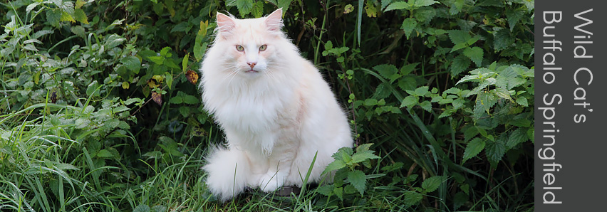 Wild Cat's Buffalo Springfield