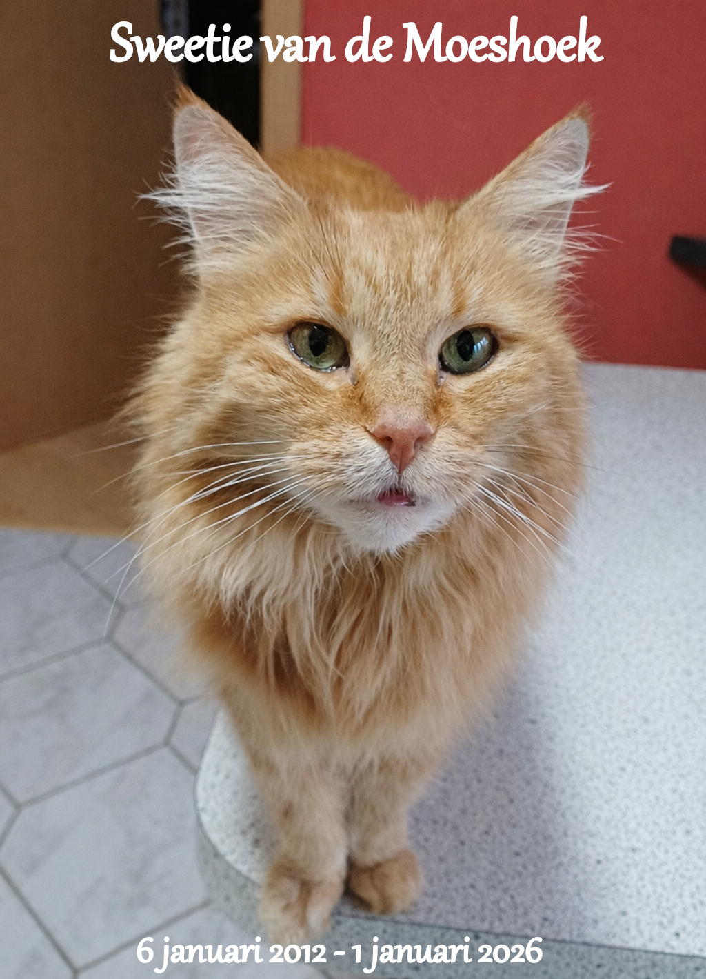 Liefdevol portret van Sweetie, een rood langharig poesje met groene ogen, gefotografeerd een week voor haar overlijden.