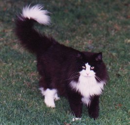 Pan's Polaris, ??n van de grondleggers van het ras