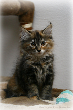 Bo van de Koedijkslanden