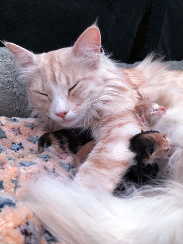Tic Tac van de Moeshoek en haar pasgeboren kittens