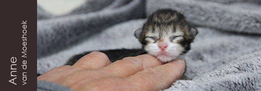 Anne&nbsp;van de Moeshoek