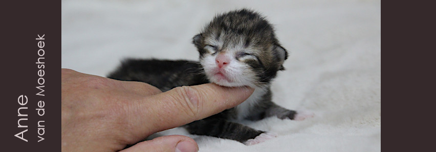 Anne&nbsp;van de Moeshoek