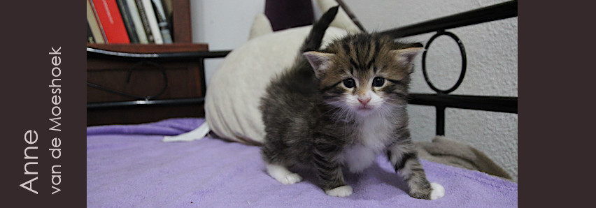 Anne&nbsp;van de Moeshoek