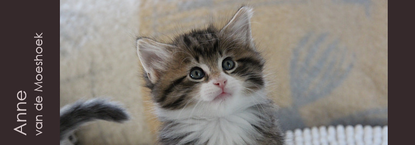 Anne&nbsp;van de Moeshoek