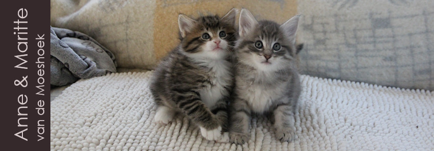 Anne&nbsp;van de Moeshoek