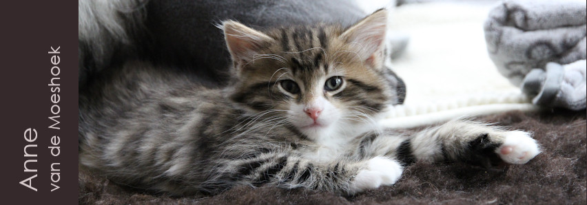 Anne&nbsp;van de Moeshoek