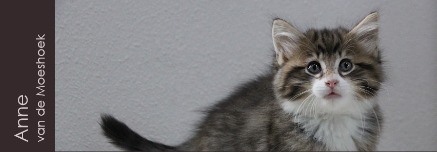 Anne&nbsp;van de Moeshoek