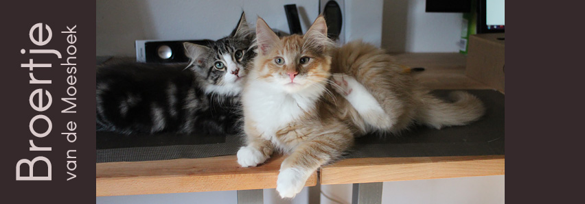 Broertje&nbsp;van de Moeshoek