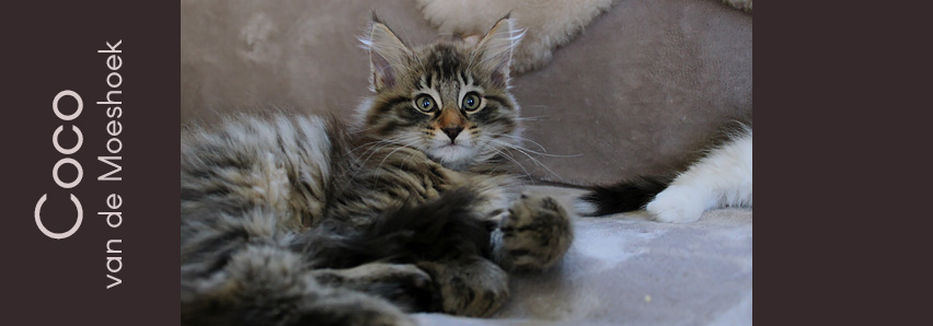 Coco&nbsp;van de Moeshoek