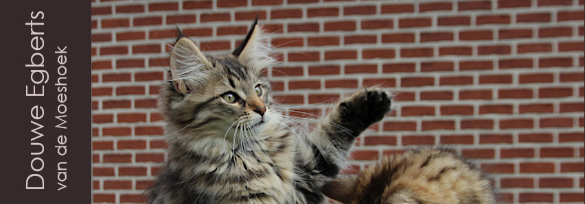 Douwe Egberts&nbsp;van de Moeshoek