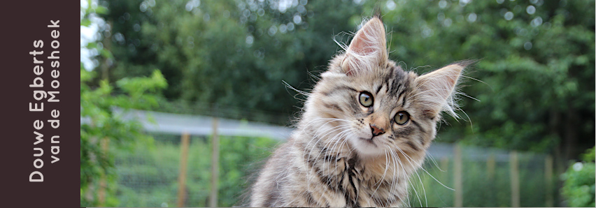 Douwe Egberts&nbsp;van de Moeshoek