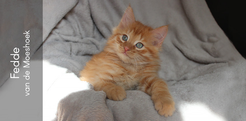 Fedde&nbsp;van de Moeshoek