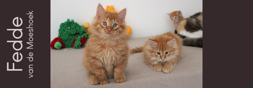 Fedde&nbsp;van de Moeshoek