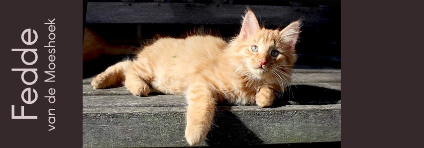 Fedde&nbsp;van de Moeshoek