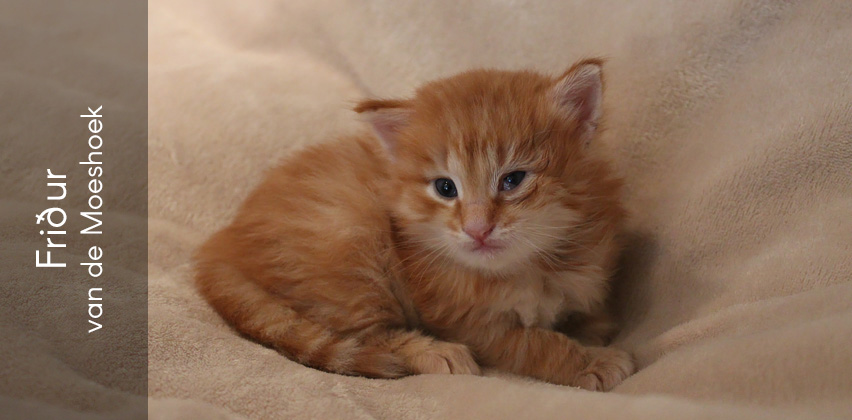 Friður&nbsp;van de Moeshoek