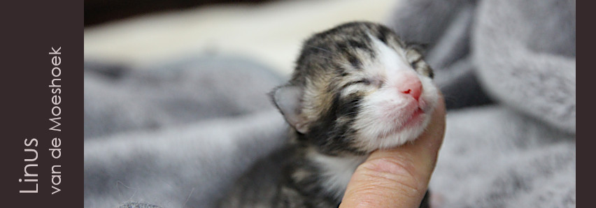 Linus&nbsp;van de Moeshoek