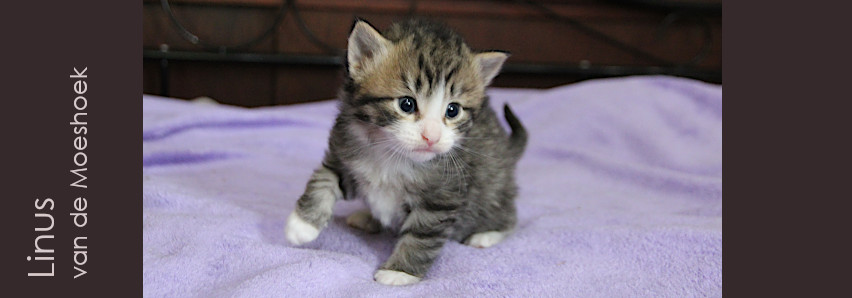 Linus&nbsp;van de Moeshoek